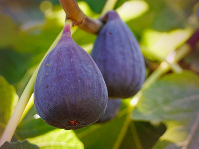 BIG FIG ENERGY PACK - Bloom Sample Packs - Bloom Perfumery