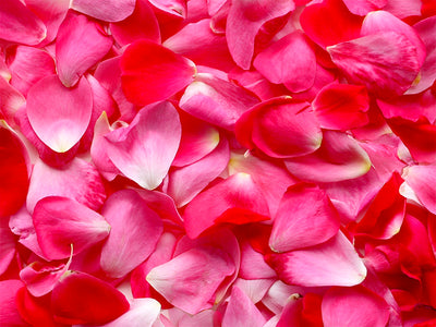 A Rose for Every Nose Pack - Bloom Sample Packs - Bloom Perfumery