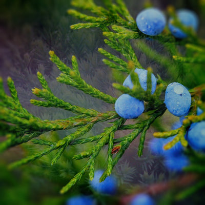 Juniper Jackpot Pack - Bloom Sample Packs - Bloom Perfumery