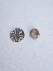 White Ambergris 0.51 g SOLD - Natural Ambergris عَنْبَر - Bloom Perfumery