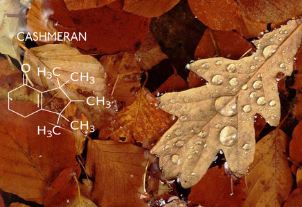 Cashmeran Pack - Bloom Sample Packs - Bloom Perfumery