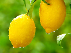 Lovely Lemons Pack - Bloom Sample Packs - Bloom Perfumery