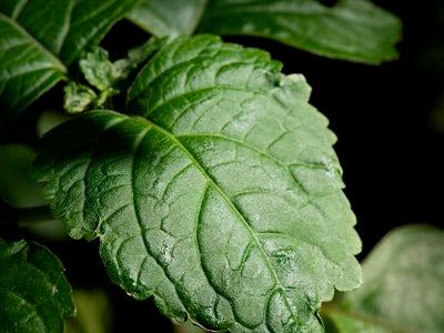 Patchouli Picks Pack - Bloom Sample Packs - Bloom Perfumery