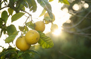 Bergamot-ion - Bloom Perfumery London